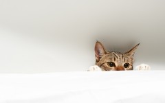 Desktop wallpaper. Cats. ID:65921
