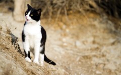 Desktop wallpaper. Cats. ID:65922