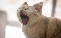 Desktop wallpaper. Cats. ID:65923