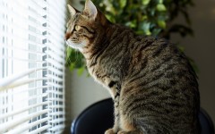 Desktop wallpaper. Cats. ID:65924