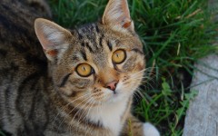 Desktop wallpaper. Cats. ID:65926