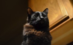 Desktop wallpaper. Cats. ID:65927