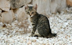 Desktop wallpaper. Cats. ID:65928