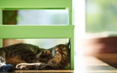 Desktop wallpaper. Cats. ID:65929
