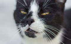 Desktop wallpaper. Cats. ID:65932