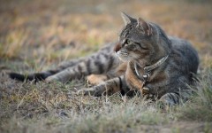 Desktop wallpaper. Cats. ID:65934
