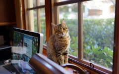 Desktop wallpaper. Cats. ID:65935