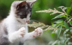 Desktop wallpaper. Cats. ID:65936