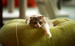 Desktop wallpaper. Cats. ID:65937