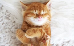 Desktop wallpaper. Cats. ID:65938