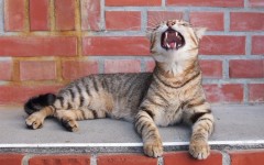 Desktop wallpaper. Cats. ID:65939