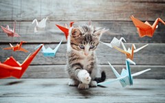 Desktop wallpaper. Cats. ID:65941