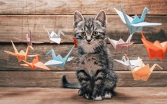 Desktop wallpaper. Cats. ID:65942