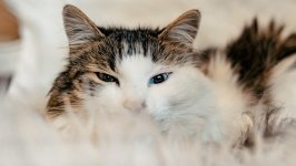 Desktop wallpaper. Cats. ID:138067