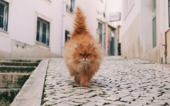 Desktop image. Cats. ID:65945