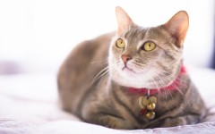 Desktop image. Cats. ID:65946