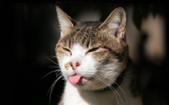 Desktop image. Cats. ID:65947
