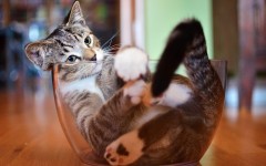 Desktop wallpaper. Cats. ID:65949