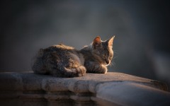 Desktop wallpaper. Cats. ID:65950