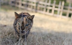 Desktop wallpaper. Cats. ID:65951