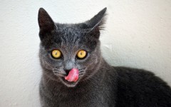 Desktop wallpaper. Cats. ID:65953