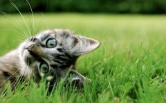 Desktop wallpaper. Cats. ID:65954