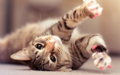 Desktop wallpaper. Cats. ID:65956