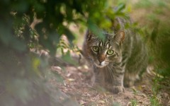 Desktop wallpaper. Cats. ID:65957