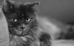 Desktop wallpaper. Cats. ID:65958