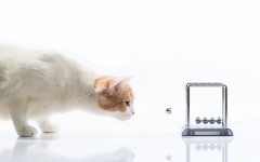 Desktop wallpaper. Cats. ID:65959