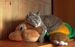 Desktop wallpaper. Cats. ID:65960