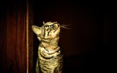 Desktop wallpaper. Cats. ID:65961