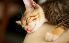 Desktop wallpaper. Cats. ID:65962