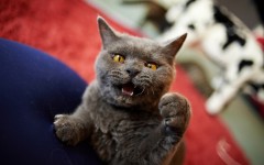 Desktop wallpaper. Cats. ID:65963