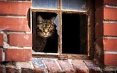 Desktop wallpaper. Cats. ID:65964