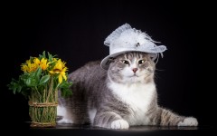 Desktop wallpaper. Cats. ID:65965