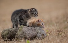 Desktop wallpaper. Cats. ID:65966