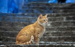 Desktop wallpaper. Cats. ID:65967