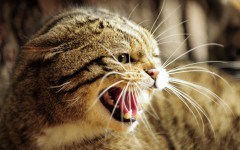 Desktop wallpaper. Cats. ID:65970
