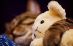 Desktop wallpaper. Cats. ID:65971