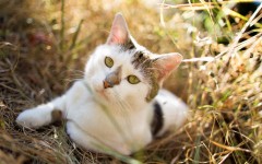 Desktop wallpaper. Cats. ID:65972