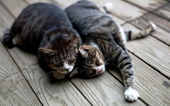 Desktop wallpaper. Cats. ID:65973