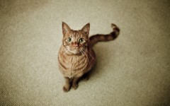 Desktop wallpaper. Cats. ID:65975