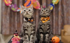 Desktop wallpaper. Cats. ID:65977