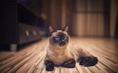 Desktop wallpaper. Cats. ID:65979