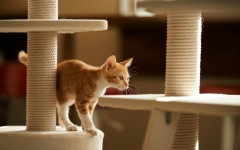 Desktop wallpaper. Cats. ID:65983