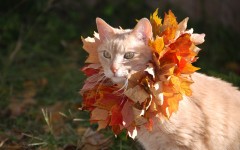 Desktop wallpaper. Cats. ID:65984