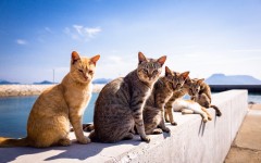 Desktop wallpaper. Cats. ID:65985