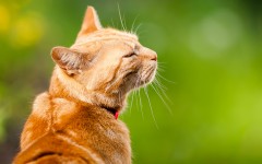 Desktop wallpaper. Cats. ID:65986