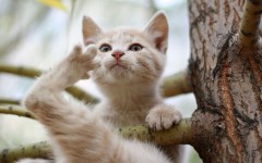 Desktop wallpaper. Cats. ID:65987